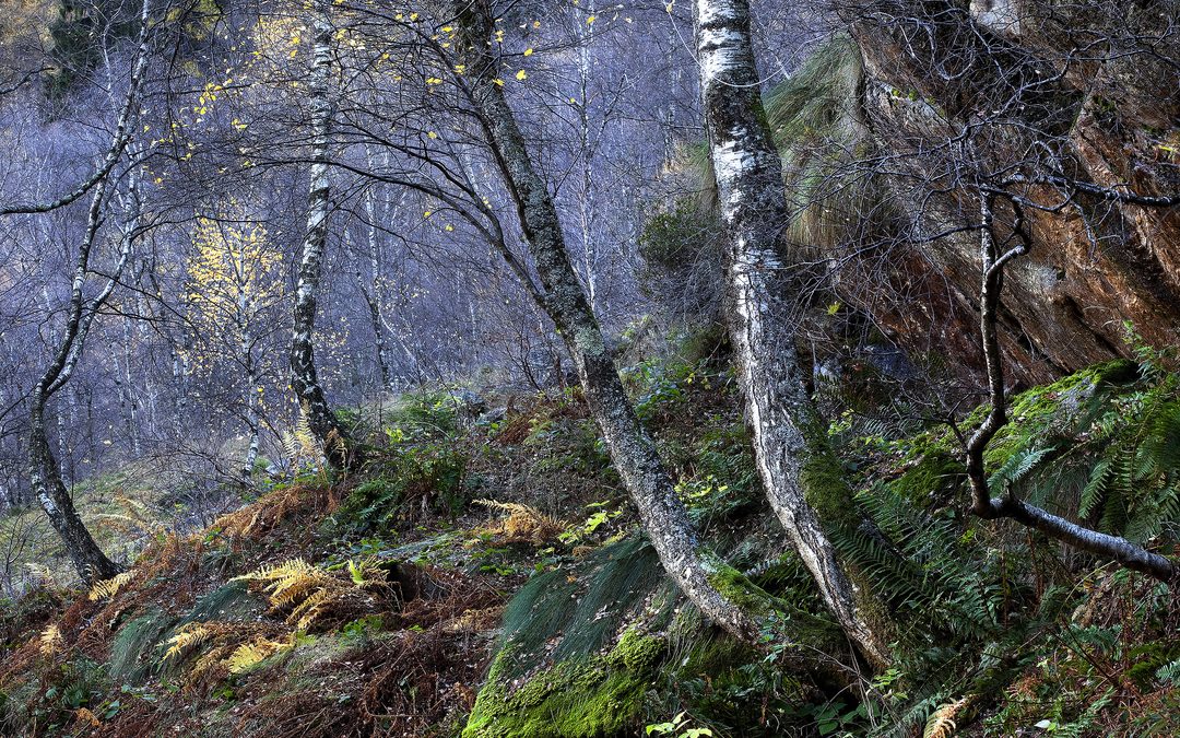 Natura Mater: a Legnano dieci incontri per ripensare il rapporto tra Uomo e Ambiente
